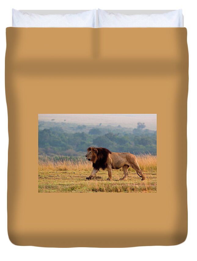Kenya Duvet Cover featuring the photograph Prowling Lion #3 by Wldavies