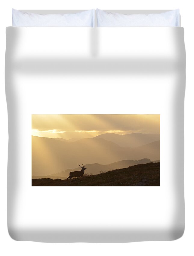Stag Silhouette Duvet Cover featuring the photograph Strathglass Silhouette #3 by Gavin MacRae