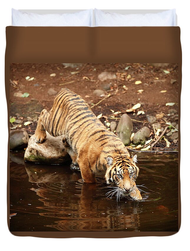 Big Cat Duvet Cover featuring the photograph Tiger #3 by Craigrjd