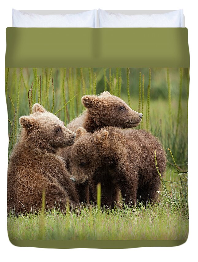 Brown Bear Duvet Cover featuring the photograph Brown Bear Cubs, Lake Clark National #4 by Mint Images/ Art Wolfe