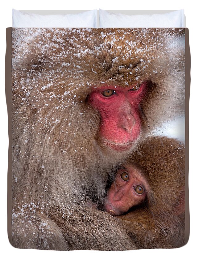 Vertebrate Duvet Cover featuring the photograph Japanese Macaques, Japanese Alps #4 by Mint Images/ Art Wolfe