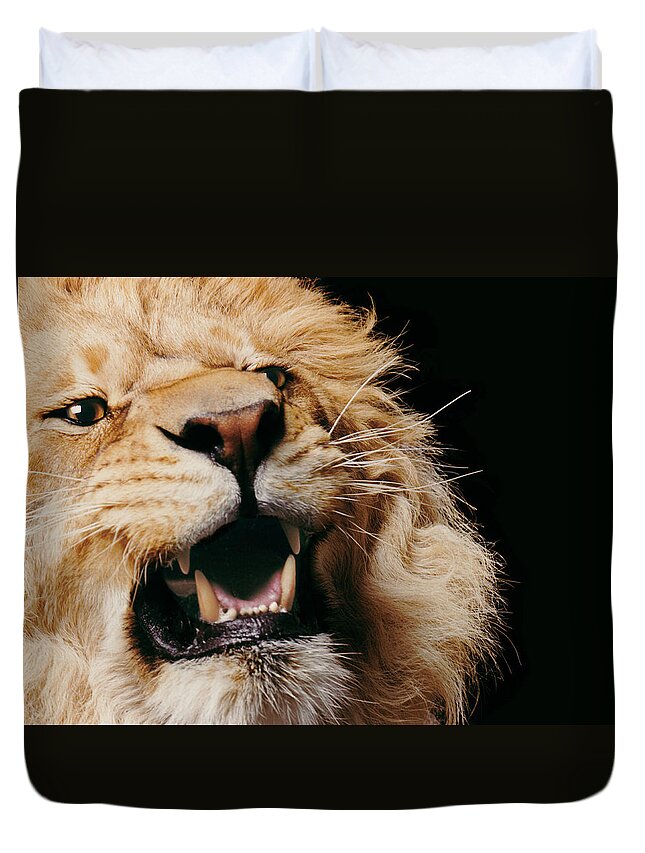 Threats Duvet Cover featuring the photograph Lion Roaring #4 by Gk Hart/vicky Hart