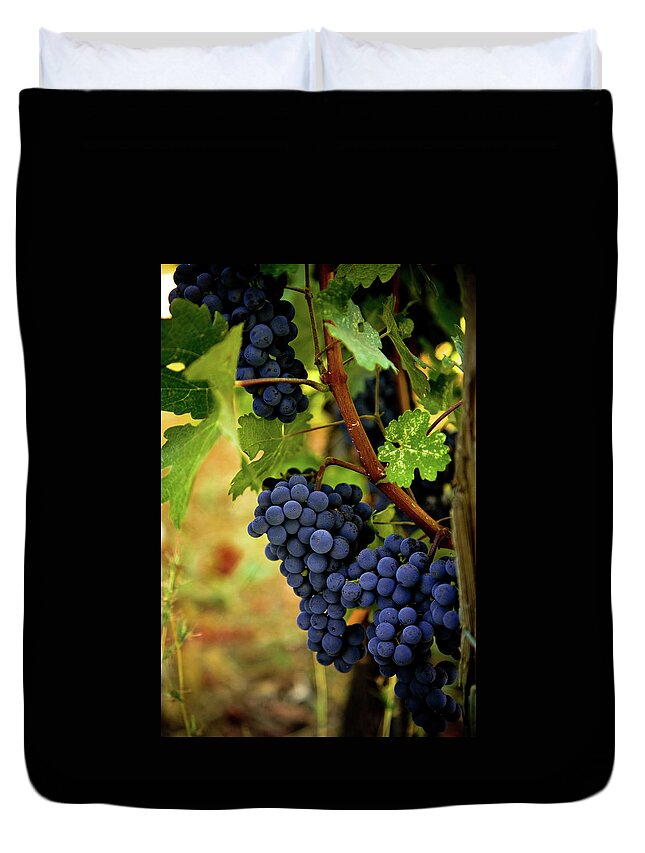 Sonoma County Duvet Cover featuring the photograph Ripe Grapes #4 by Thepalmer