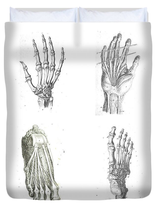 4 Views Of The Human Hand And Foot Duvet Cover For Sale By Steve