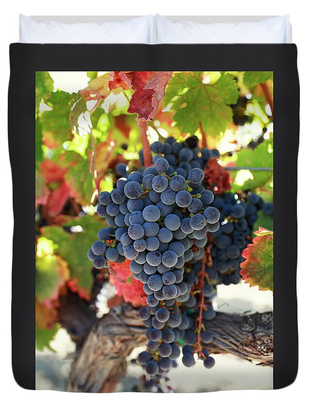 Saturated Color Duvet Cover featuring the photograph Ripe Grapes #5 by Thepalmer