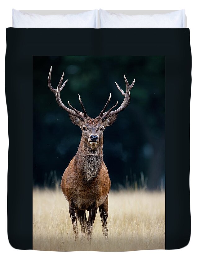 Rutting Duvet Cover featuring the photograph Red Deer by Damiankuzdak