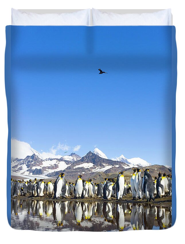 Allardyce Range Duvet Cover featuring the photograph King Penguins Aptenodytes Patagonicus #8 by Eastcott Momatiuk