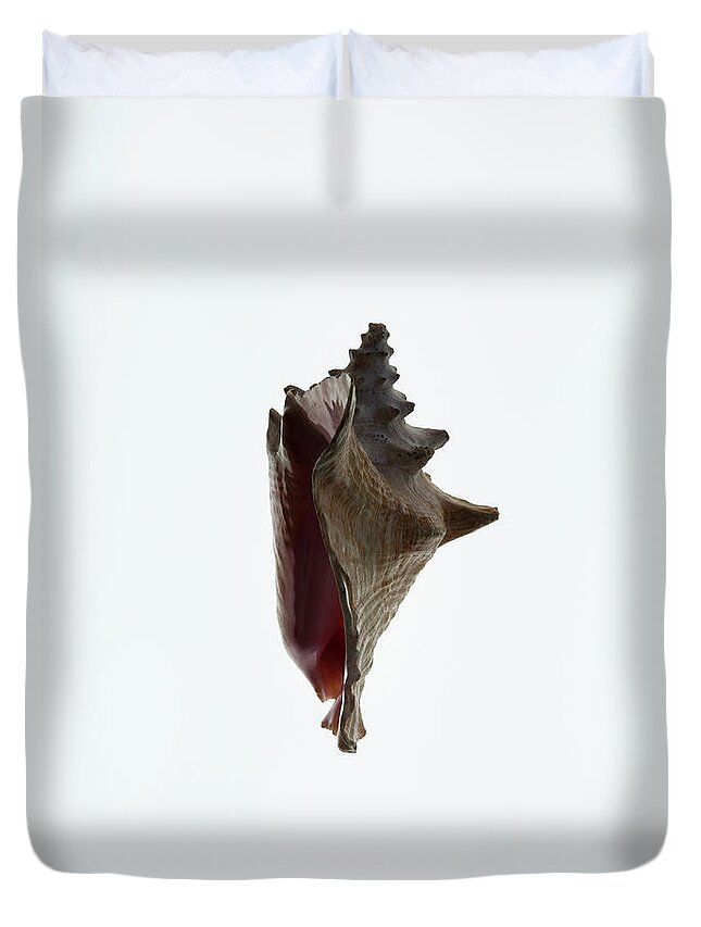 White Background Duvet Cover featuring the photograph A Conch Shell, Side View by Charles Orr