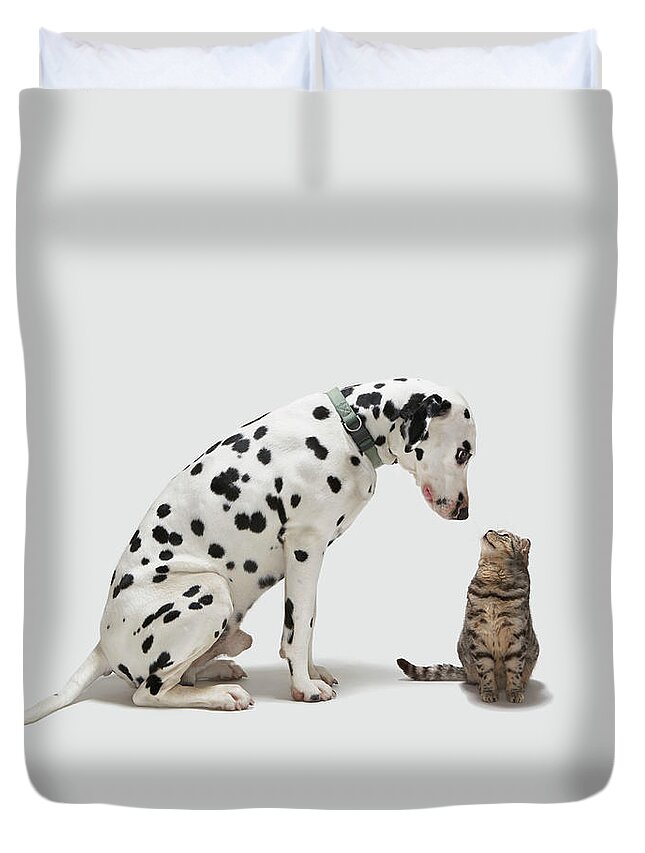 White Background Duvet Cover featuring the photograph A Dog Looking At A Cat by Tim Macpherson