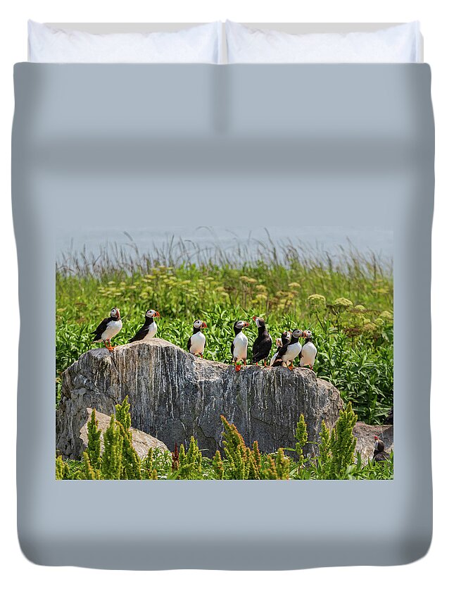 Puffins Duvet Cover featuring the photograph A Gathering of Puffins by Scene by Dewey