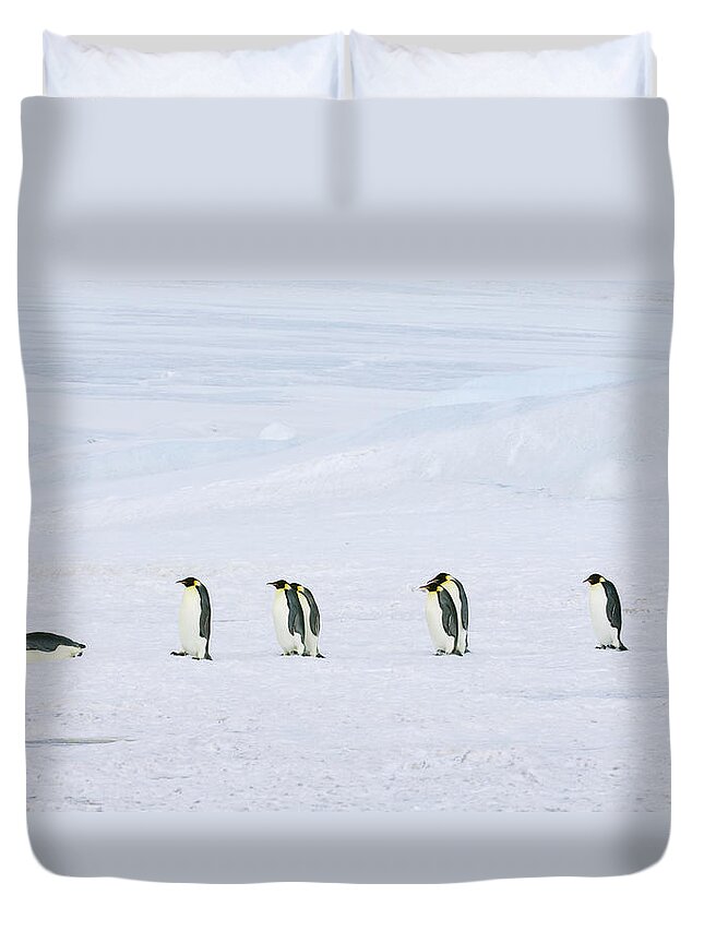 Emperor Penguin Duvet Cover featuring the photograph A Row Of Emperor Penguins Walking by Mint Images - David Schultz