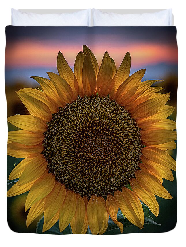 Summer Duvet Cover featuring the photograph A single sunflower closeup at dusk by Phillip Rubino