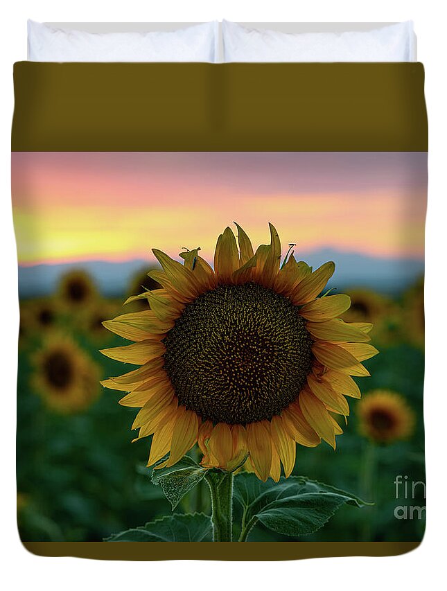 Colorado Duvet Cover featuring the photograph A sunflower closeup in a field at dusk by Phillip Rubino