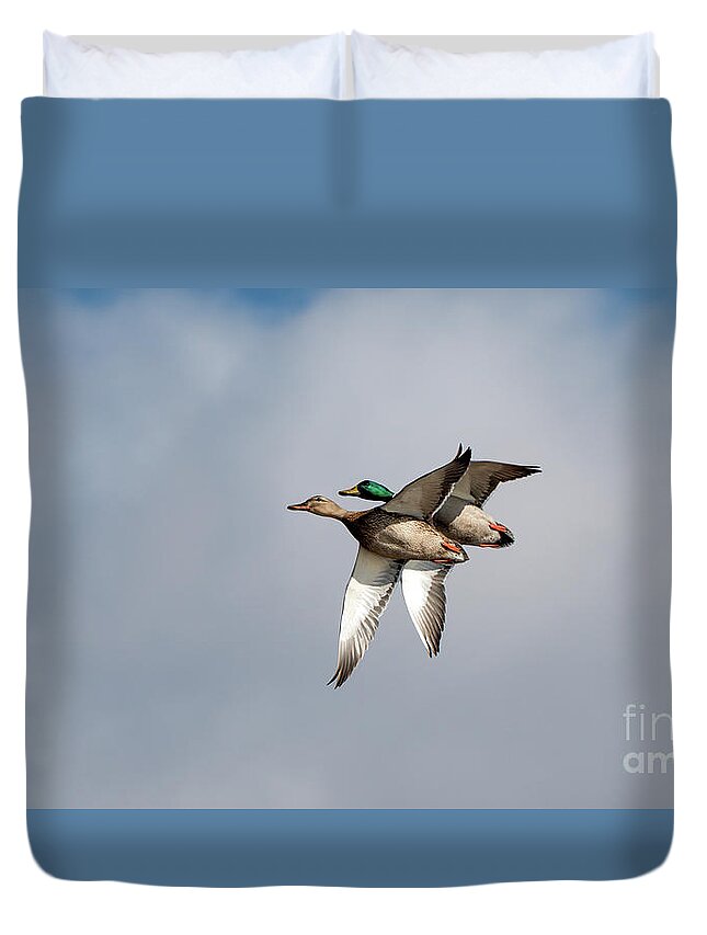 Mallard Ducks Duvet Cover featuring the photograph Acrobats by Sam Rino