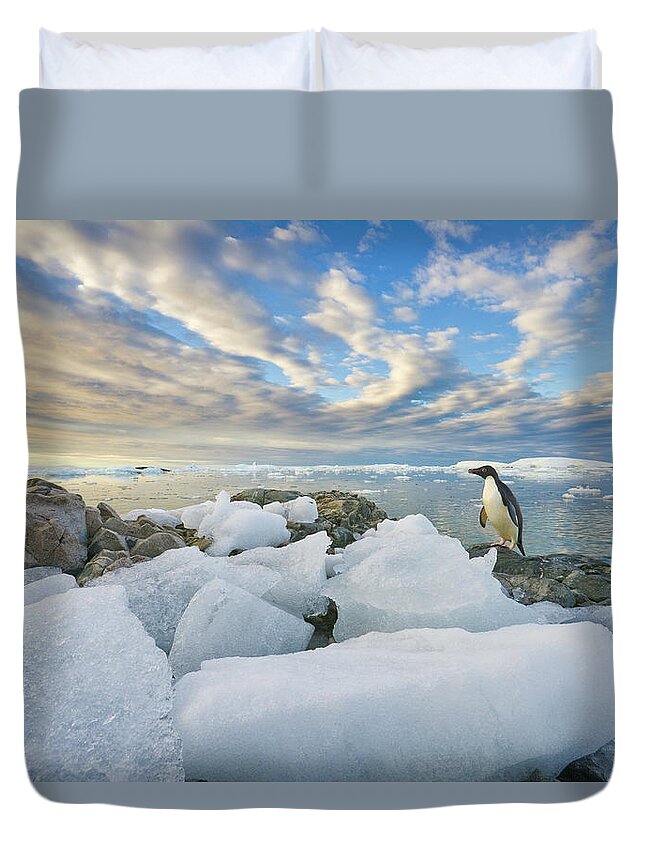 Snow Duvet Cover featuring the photograph Adelie Penguins, Holtedehl Bay by Eastcott Momatiuk