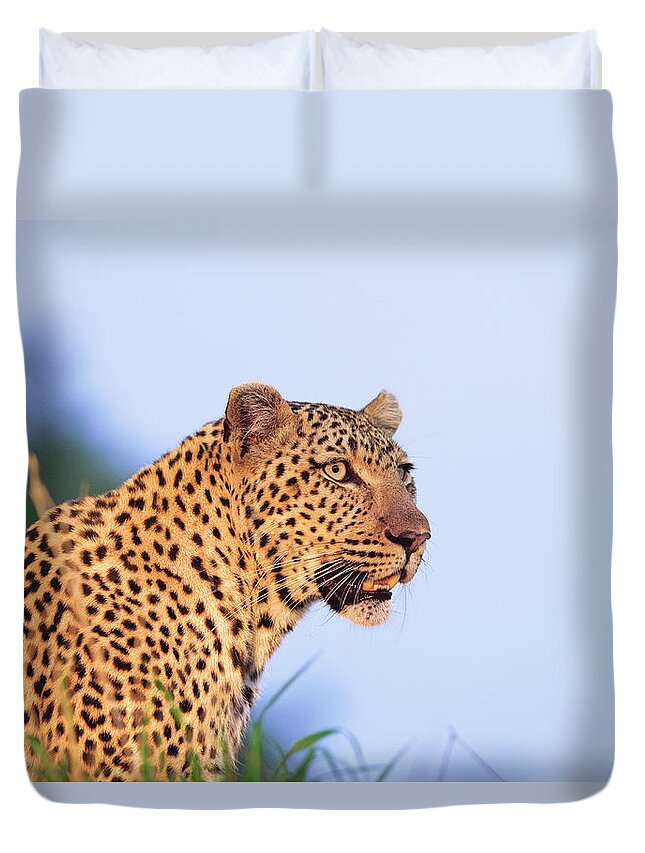 Male Animal Duvet Cover featuring the photograph Adult Male Leopard Panthera Pardus by Tier Images