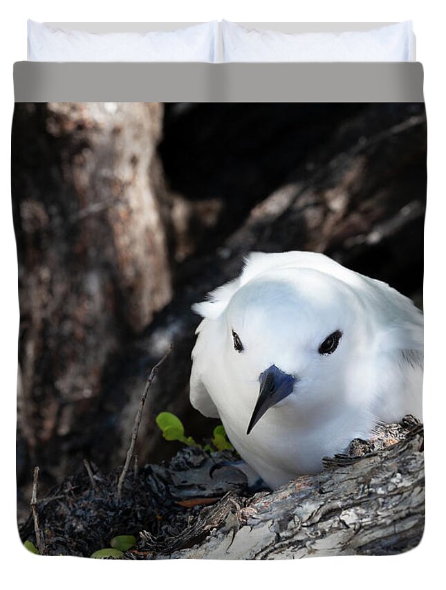 White Tern Duvet Cover featuring the photograph Adult White Tern in Rangiroa by Diane Macdonald