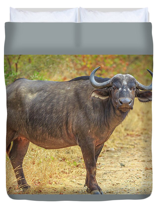 Buffalo Duvet Cover featuring the photograph African buffalo Kruger by Benny Marty