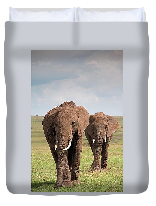 Kenya Duvet Cover featuring the photograph African Elephants by Wldavies