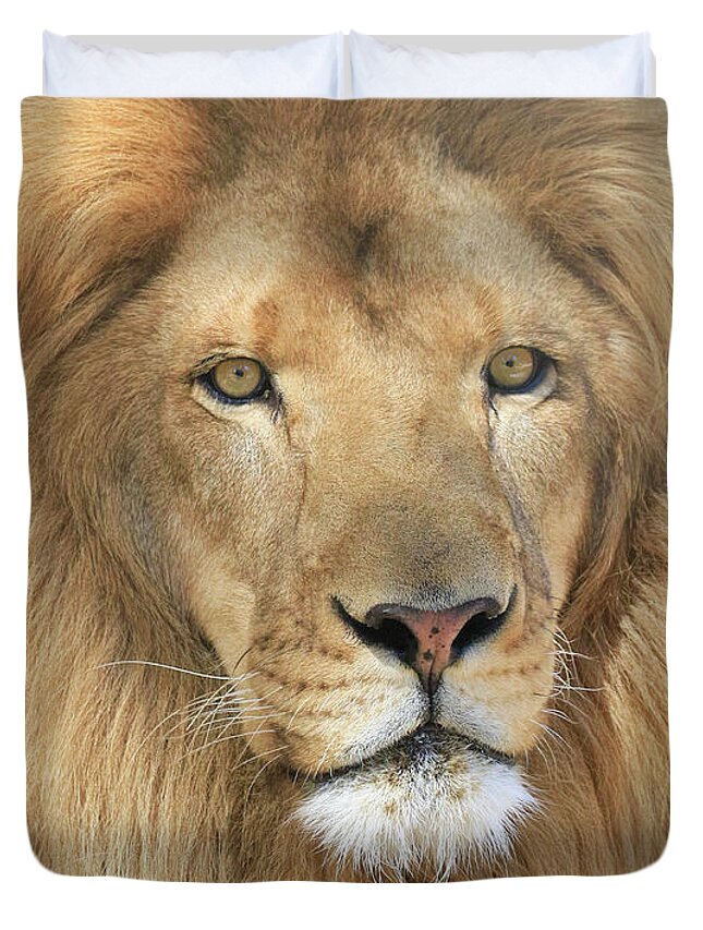 African Lion Duvet Cover featuring the photograph African Lion Male by Steve McKinzie