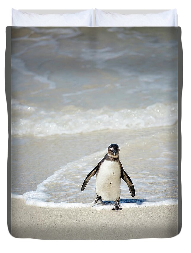 S Africa Duvet Cover featuring the photograph African Penguin by Timothy Hacker