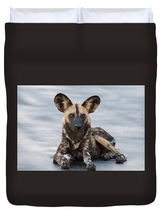 Wild Dog Duvet Cover featuring the photograph African Wild Dog resting on a road by Mark Hunter