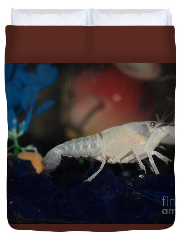 Albino Lobster Duvet Cover featuring the photograph Albino Lobster by Barbra Telfer