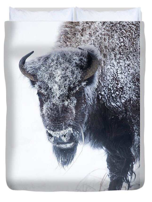 Sebastian Kennerknecht Duvet Cover featuring the photograph America Bison In Winter, Yellowstone by Sebastian Kennerknecht