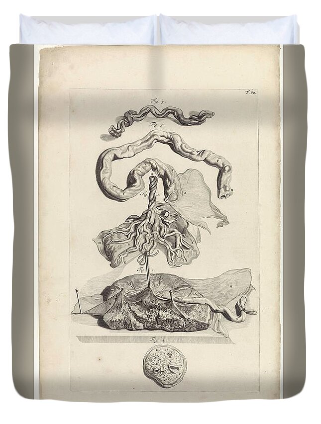 Anatomy Duvet Cover featuring the painting Anatomical study of the umbilical cord and the placenta, Pieter van Gunst, after Gerard de Lairesse, by Gerard de Lairesse