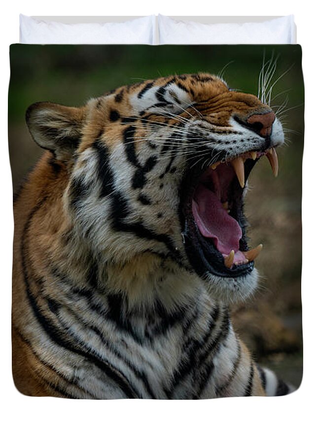 Tiger Duvet Cover featuring the photograph Angry kitty by Sam Rino