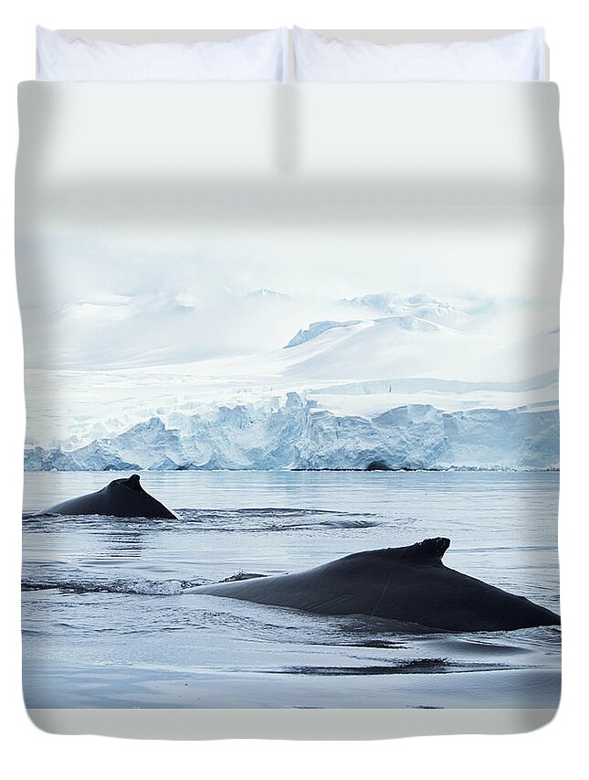 Extreme Terrain Duvet Cover featuring the photograph Antarctica, Fournier Bay, Humpback by Eastcott Momatiuk