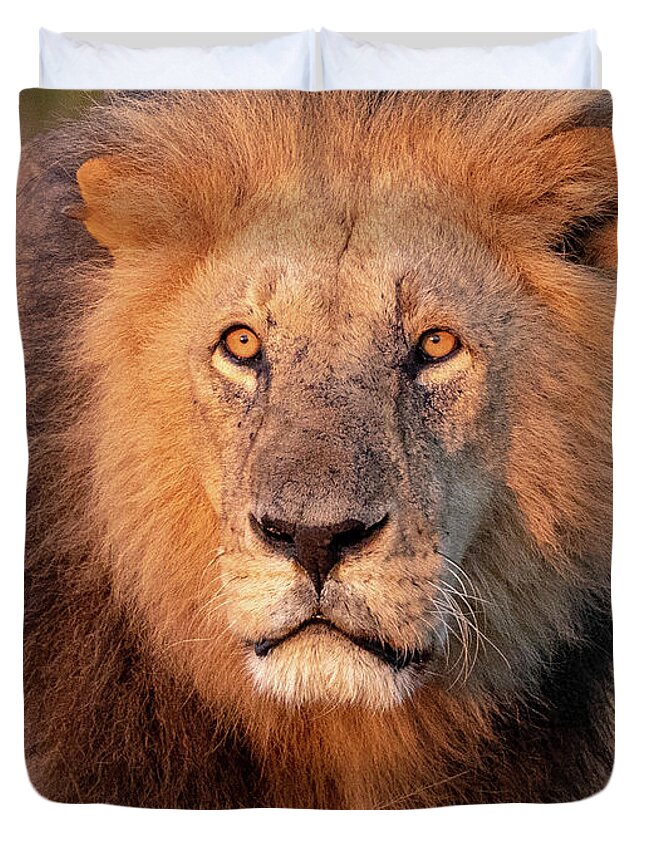 Lion Duvet Cover featuring the photograph Approaching Lion by Kathy Mansfield