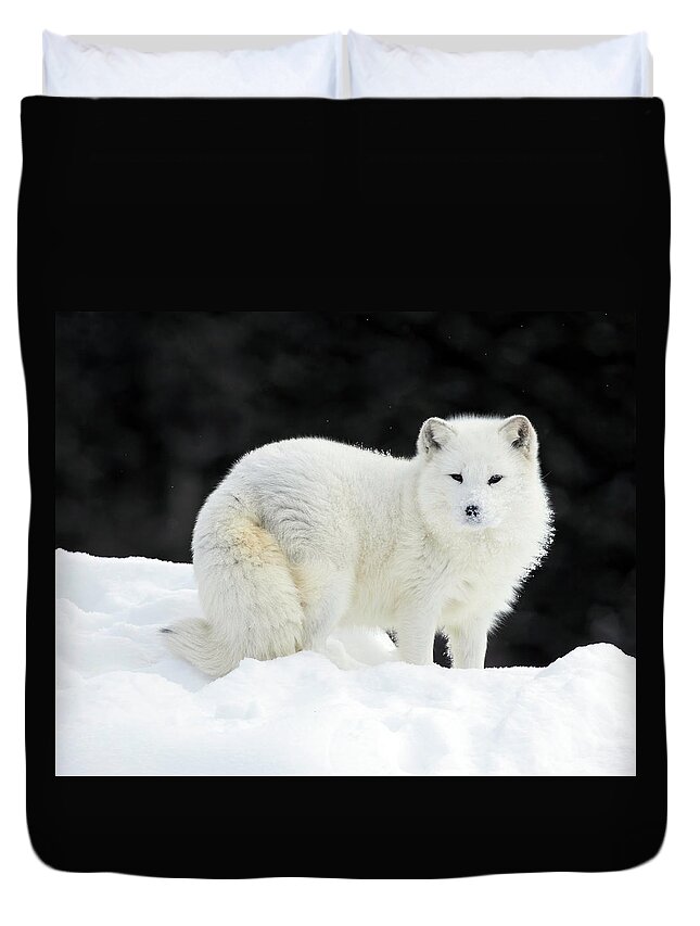 Fox. Arctic Fox Duvet Cover featuring the photograph Arctic Fox Summit by Art Cole