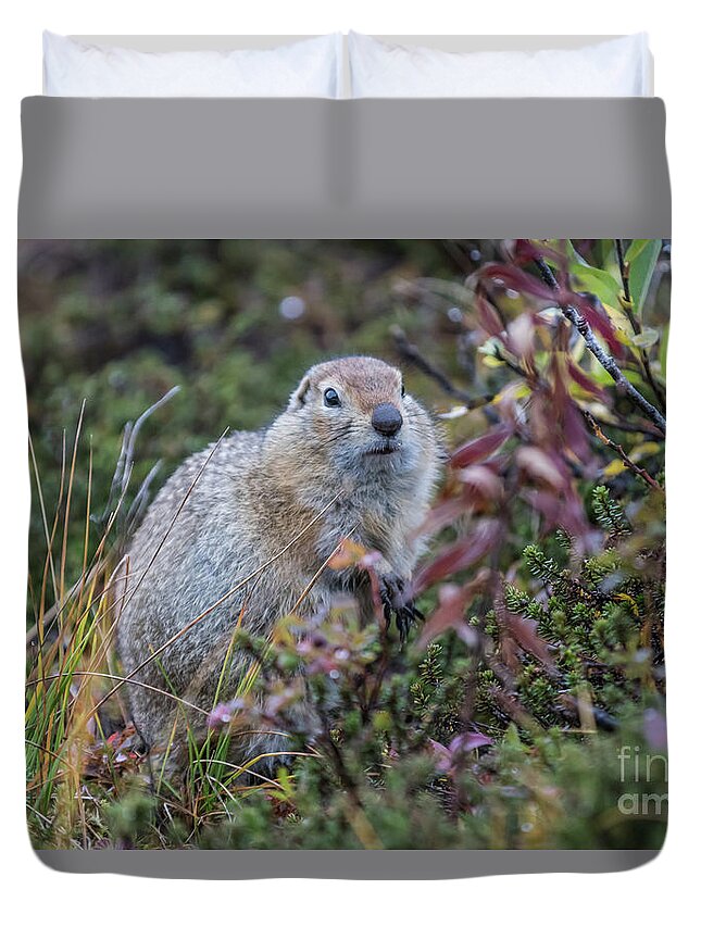 Arctic Ground Squirrel Duvet Cover featuring the photograph Arctic Ground Squirrel at Hatcher Pass by Eva Lechner