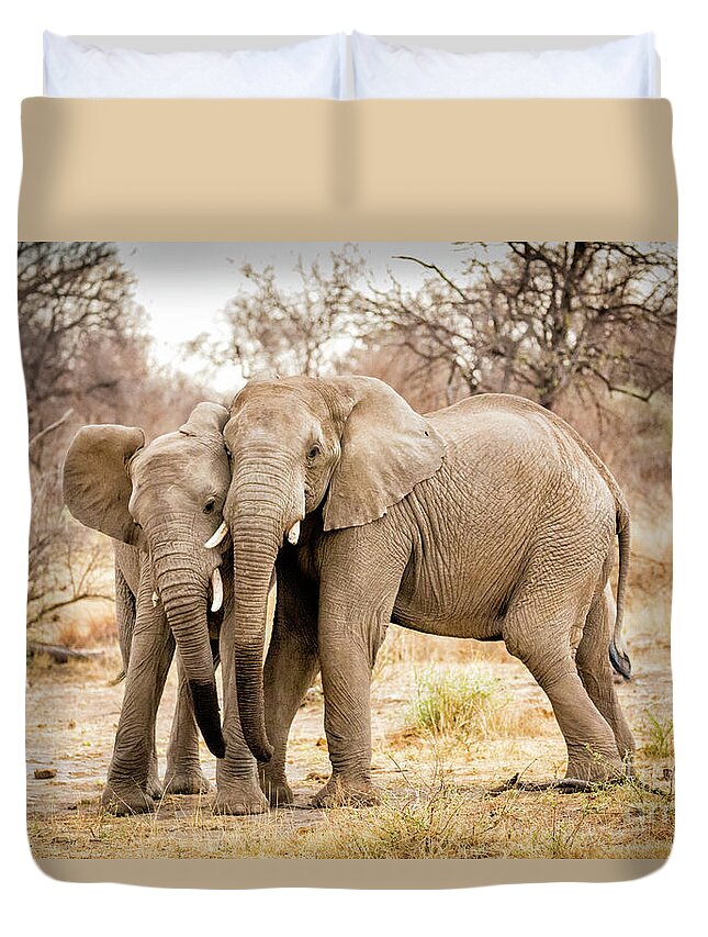  S Africa Duvet Cover featuring the photograph Arguing Elephants by Timothy Hacker