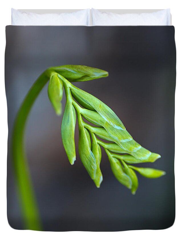 Freesia Bud Is Waking Up Duvet Cover featuring the photograph Freesia Bud Is Waking Up by Joy Watson