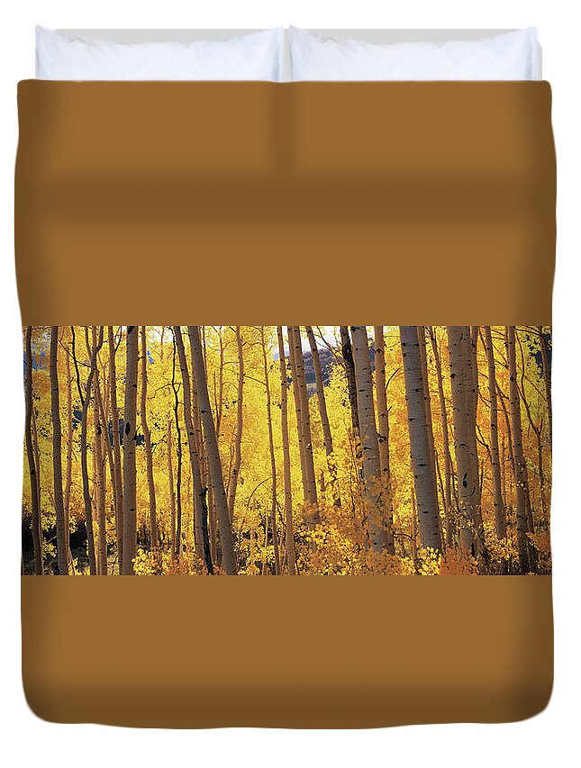 Photography Duvet Cover featuring the photograph Aspen Trees In Autumn, Colorado, Usa by Panoramic Images