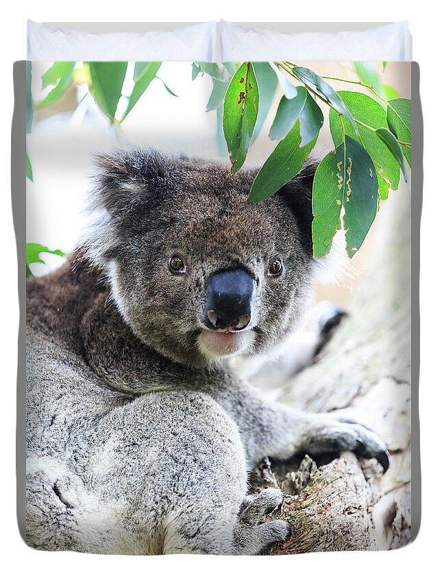 Estock Duvet Cover featuring the digital art Australia, Victoria, Oceania, Great Ocean Road, Koala On A Tree In The Otway Park by Maurizio Rellini