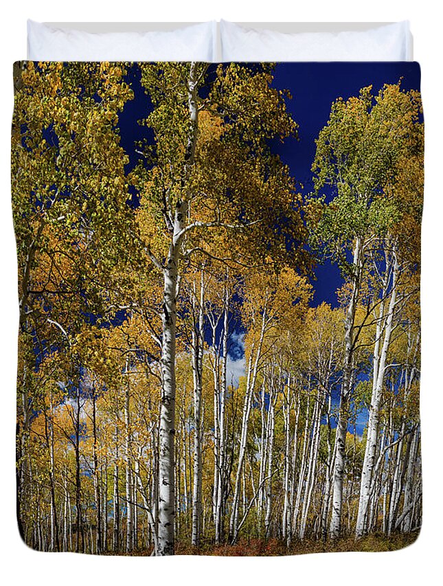 Aspen Tree Forest Duvet Cover featuring the photograph Autumn Blue Skies by James BO Insogna