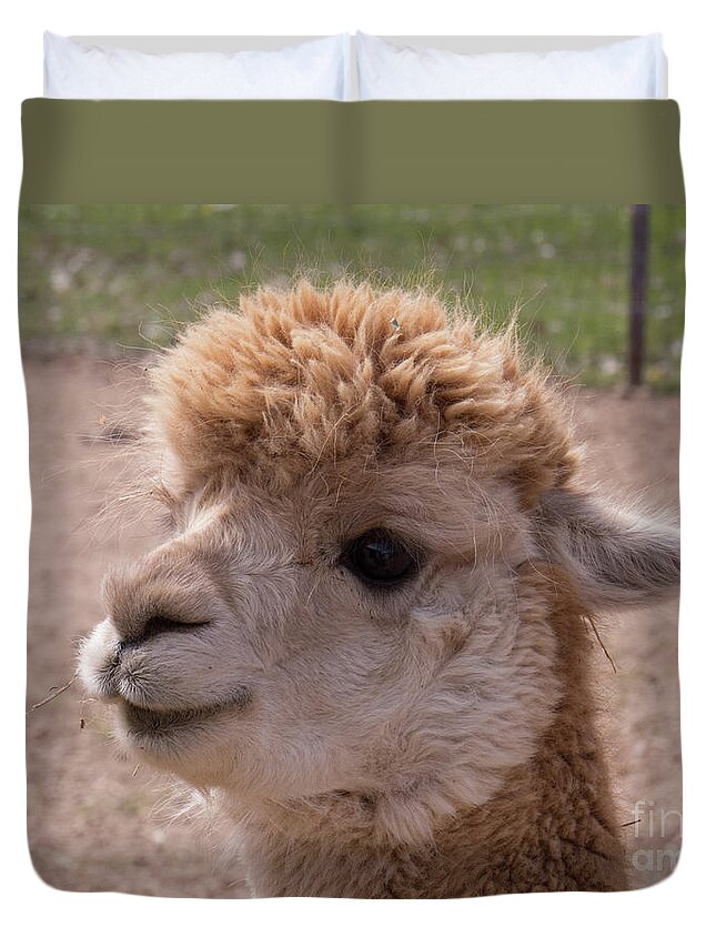 Alpaca Duvet Cover featuring the photograph Baby Alpaca With a Sweet Face by Christy Garavetto