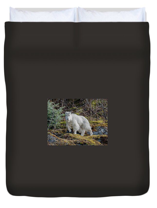 Mountain Goat Duvet Cover featuring the photograph baby Goat by David Kirby