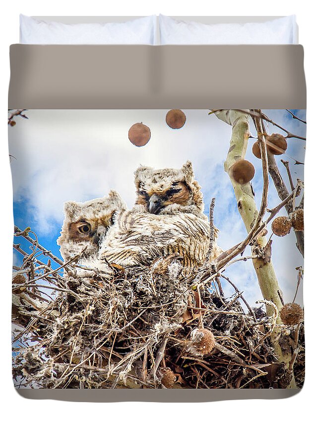 Owls Duvet Cover featuring the photograph Baby Great Horned Owls by David Wagenblatt