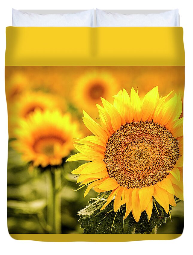 Colorado Duvet Cover featuring the photograph Backlit Sunflower Bloom in Large Sunflower Field by Teri Virbickis