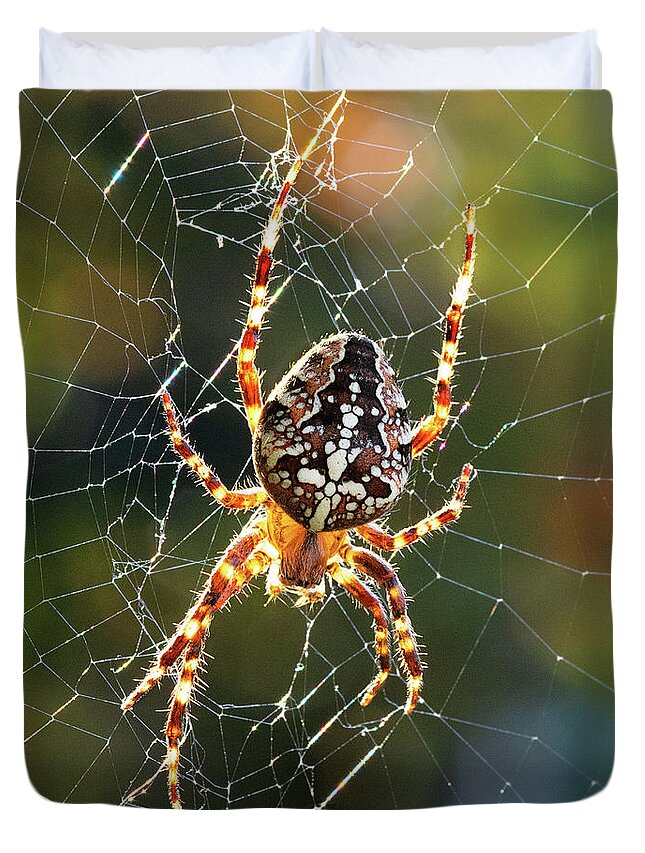 Spider Duvet Cover featuring the photograph Backyard Spider by Patrick Campbell