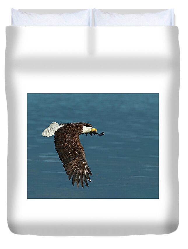  Hood Duvet Cover featuring the photograph Bald Eagle flys across Hood canal by Gary Langley