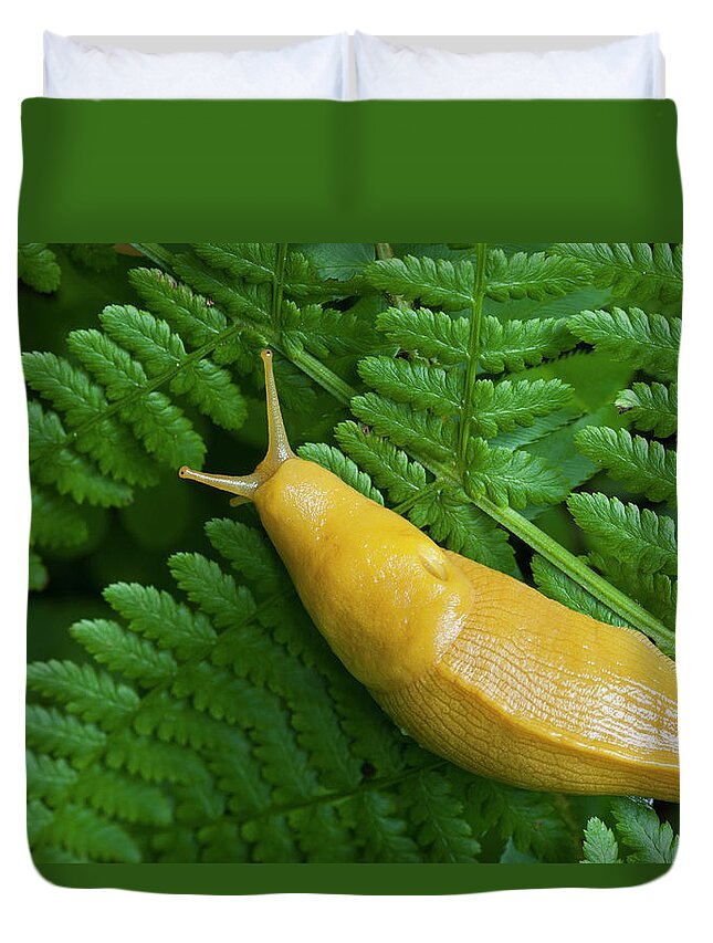Mollusk Duvet Cover featuring the photograph Banana Slug On A Fern--redwood National by Ed Reschke