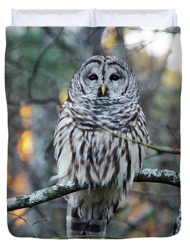 Owl Duvet Cover featuring the photograph Barred owl 11 by Lizi Beard-Ward