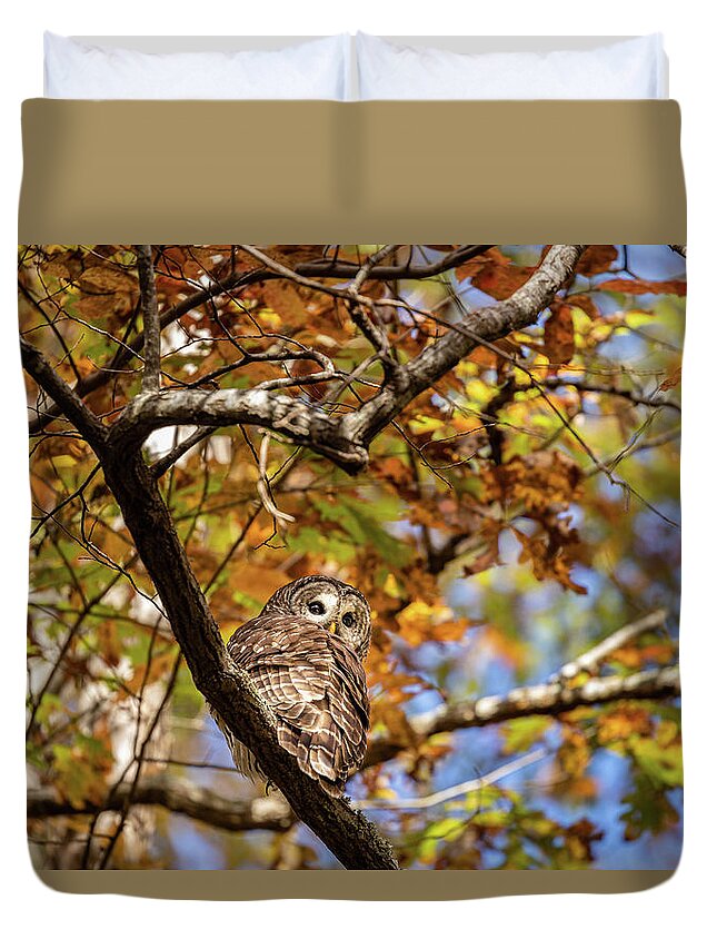 Barred Owl Duvet Cover featuring the photograph Barred Owl In Fall by Jordan Hill