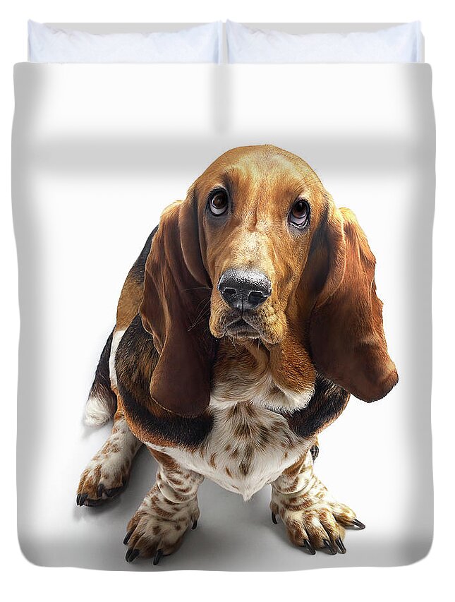 Pets Duvet Cover featuring the photograph Basset Hound Looking Up by Gandee Vasan