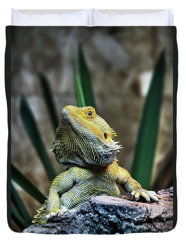 Animal Themes Duvet Cover featuring the photograph Bearded Dragon by Nenad Druzic
